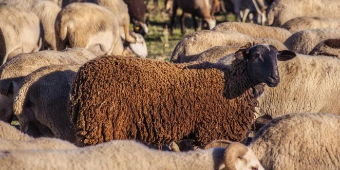 Водитель легковушки совершил наезд на стадо овец в Надворнянском районе Прикарпатья, фото: