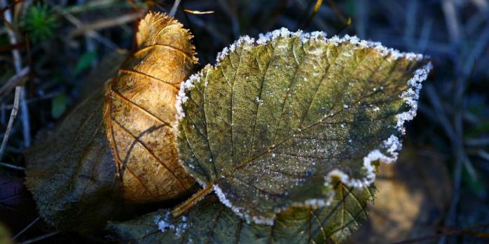 В Украине ожидаются заморозки