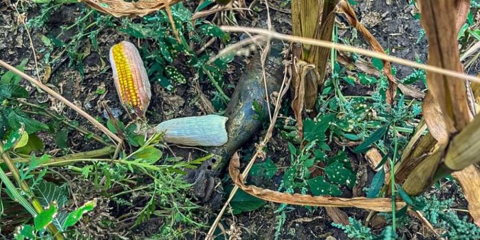 Вибухонебезпечні предмети, виявлені на Сумщині, фото: ДСНС