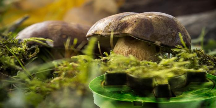 Житель Сумщины подорвался на мине, собирая грибы