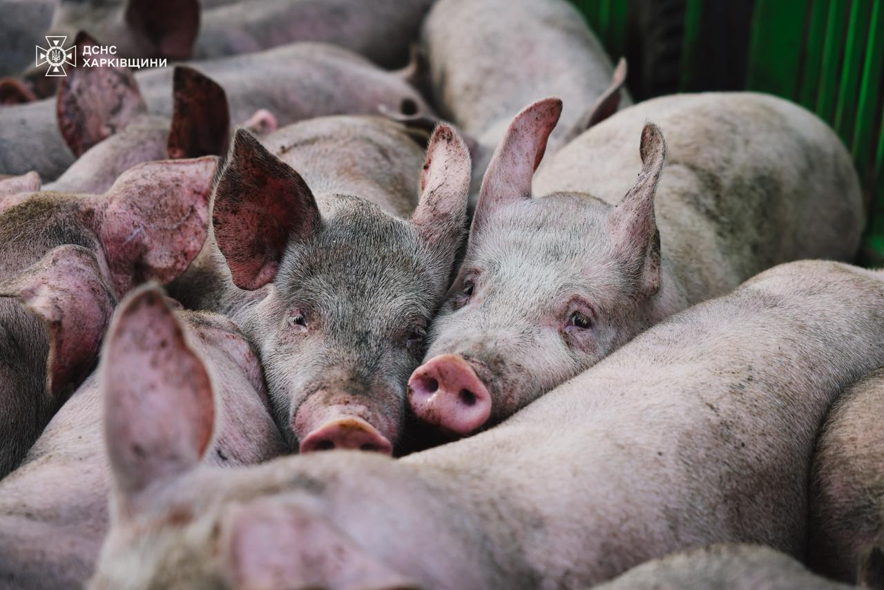 РФ атакувала сільгосппідприємство на Харківщині. Фото: ДСНС