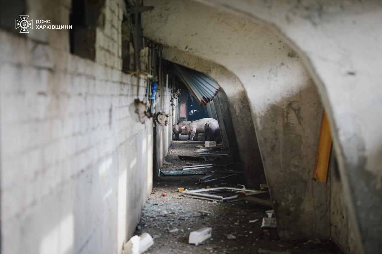 РФ атакувала сільгосппідприємство на Харківщині. Фото: ДСНС