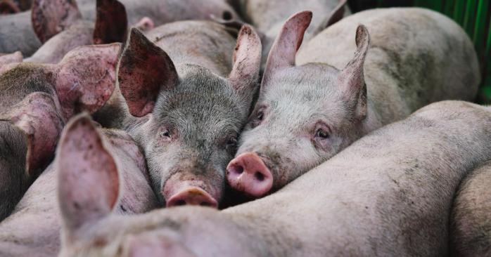 РФ атаковала сельхозпредприятие в Харьковской области. Фото: ГСЧС