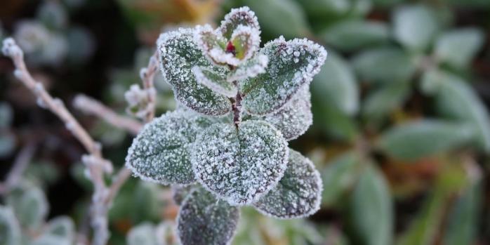 На Украину надвигаются заморозки, фото: