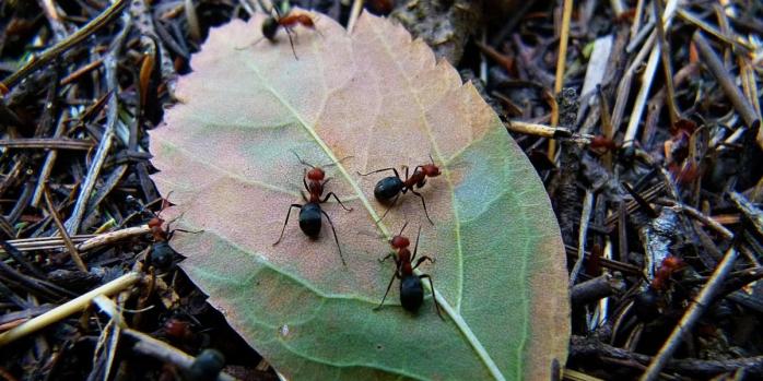 Муравьи реагируют на распространение болезней в своих колониях.