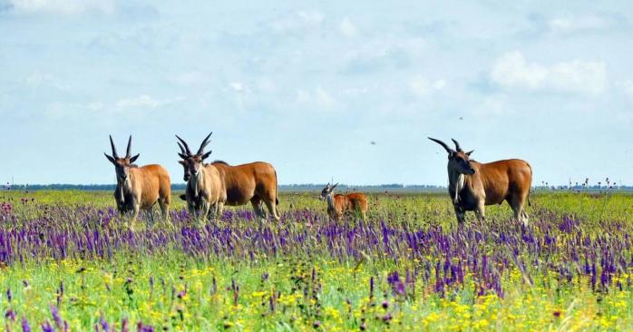 Россияне уничтожили Кинбурнскую косу и «Асканию-Нову». Фото: 