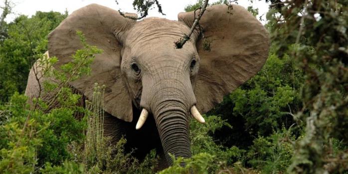 Леса Африки перестали быть важным фактором в борьбе с изменениями климата, фото: RawPixel