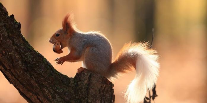 В Киеве в 2025 году была одна из самых теплых осеней, фото: