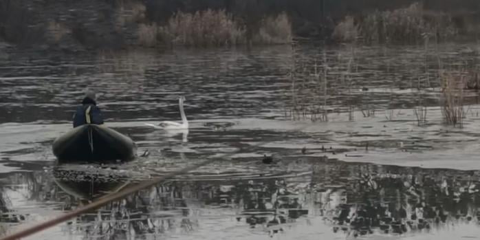 Порятунок лебедя на Харківщині, фото: ДСНС
