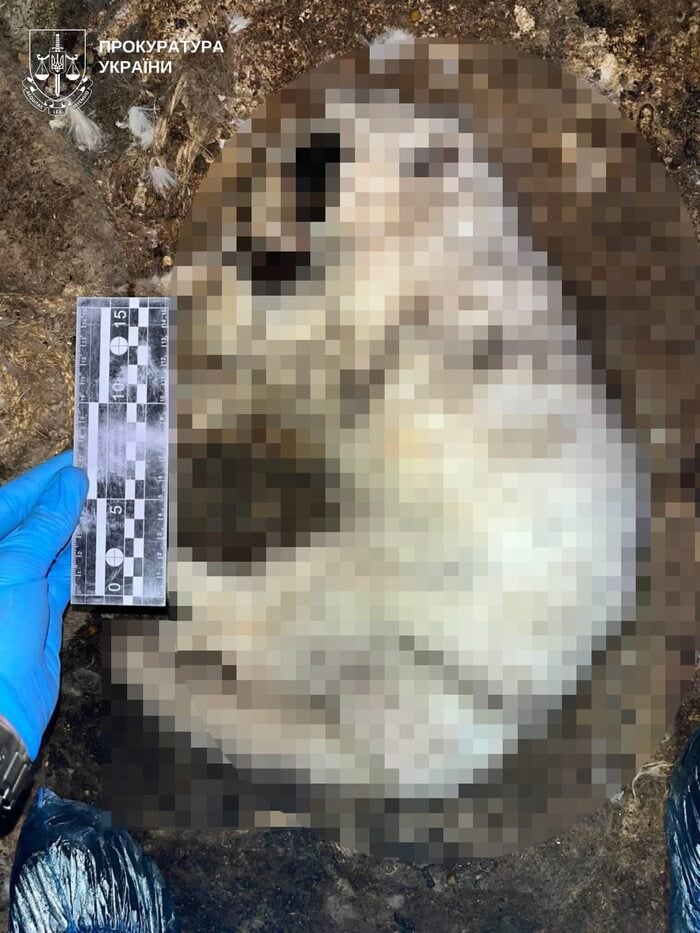 На Київщині в одному з домоволодінь у жахливих умовах утримували котів, фото: прокуратура Київщини