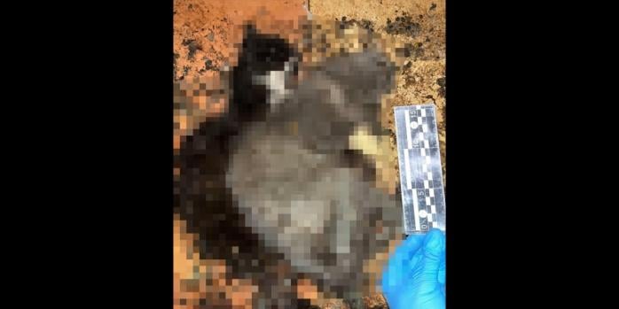 На Київщині в одному з домоволодінь у жахливих умовах утримували котів, фото: прокуратура Київщини