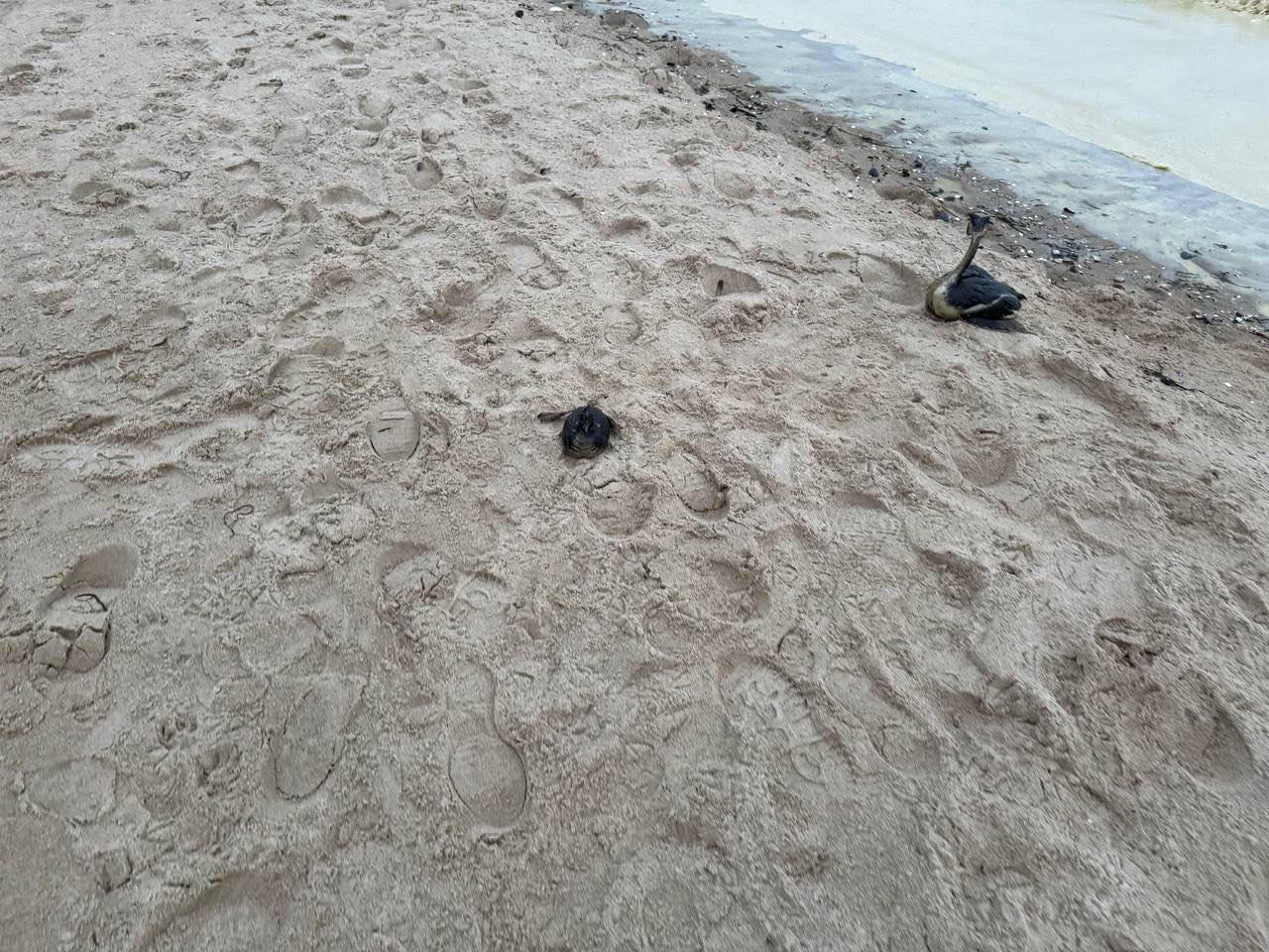 Потенційно нафтові плями виявили на пляжах Одеси. Фото: МВА