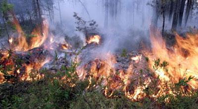 Лісова пожежа в Каліфорнії: евакуйовано 2 тис. людей (ФОТО)