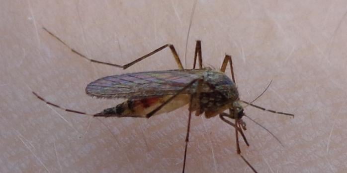 Комар роду Coquillettidia, фото: &laquo;Вікіпедія&raquo;