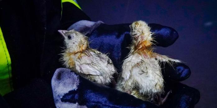 На Львівщині врятували понад 23 тис. курчат, фото: ДСНС