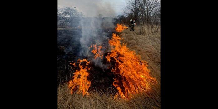 В Україні фіксуються численні пожежі в екосистемах, фото: ДСНС
