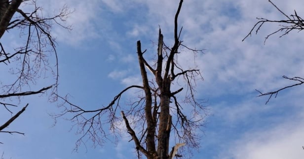 Український дрон впав на території Латвії. Фото: Delfi