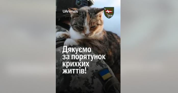 Эвакуацию кота и собаки с линии фронта провели бойцы ВСУ. Фото: 