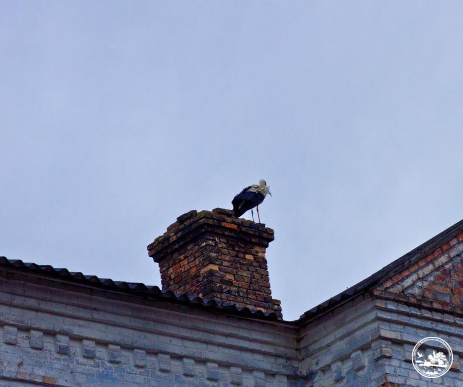 Білі лелеки в Чорнобилі. Фото: Денис Вишневський