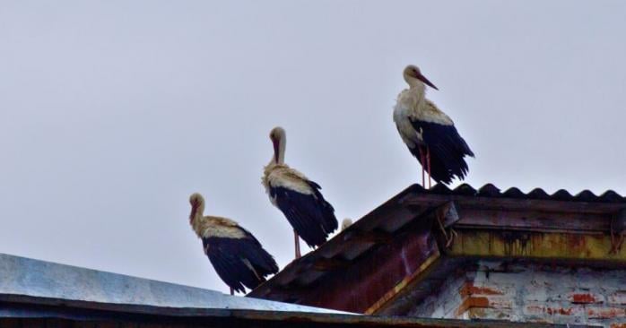 Білі лелеки в Чорнобилі. Фото: Денис Вишневський