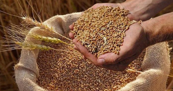 Британські вчені змогли вивести новий вид генномодифікованої пшениці. Фото: 