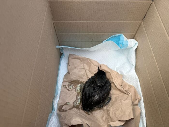 Врятований птах, фото: Державна екологічна інспекція Південно-Західного округу