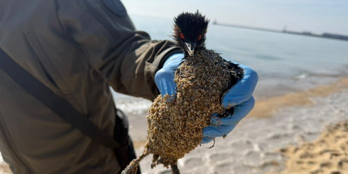 Спасённая птица, фото: Государственная экологическая инспекция Юго-Западного округа