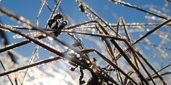 В Україні знову очікуються заморозки