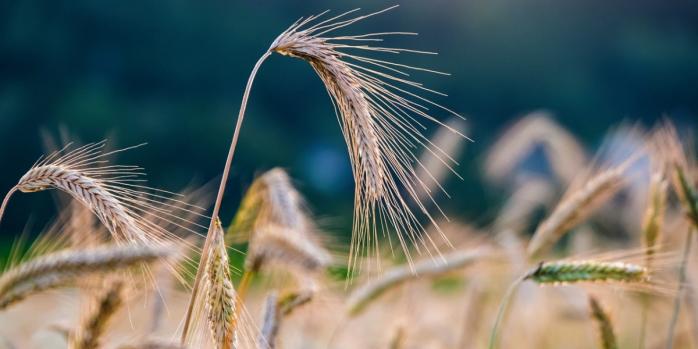 В Израиль прибыло уже несколько судов с украденным украинским зерном