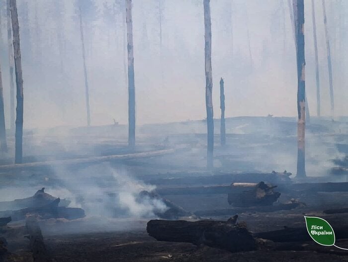 Російські обстріли спричинили низку лісових пожеж, фото: ДП «Ліси України»