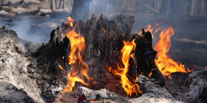 Масштабна лісова пожежа триває на Київщині, фото: ДСНС