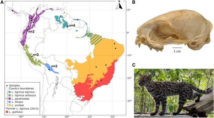 Місце проживання та вигляд Leopardus tilcayo. Інфографіка: Current Biology