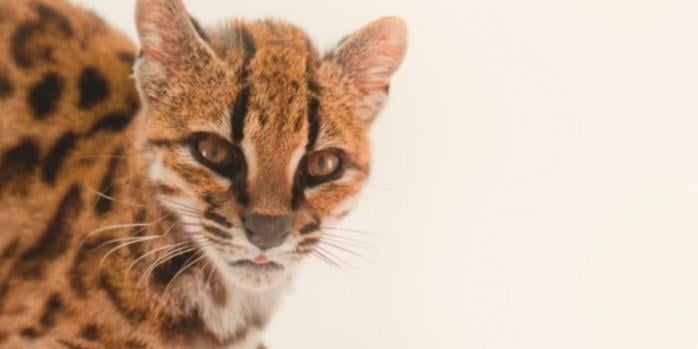 Leopardus tilcayo, фото: National Geographic