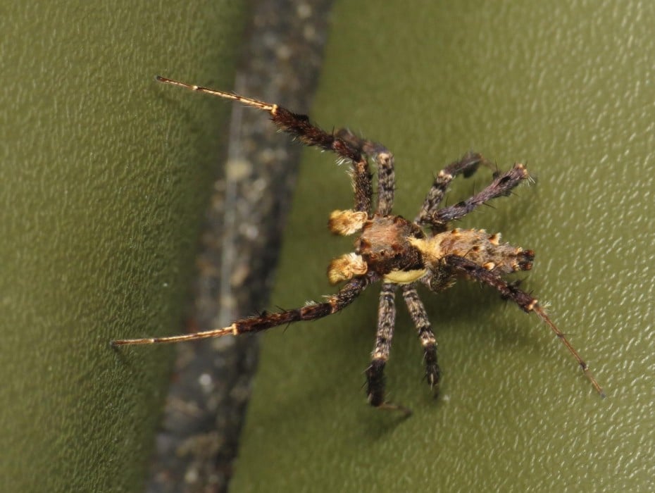 Portia fimbriata, фото: Donald Hobern from Copenhagen, Denmark