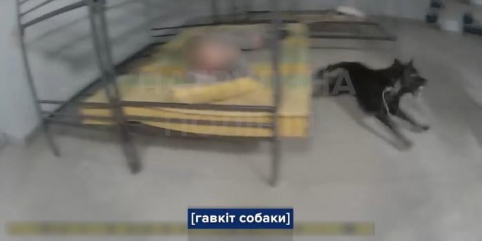 Во время инцидента с собакой в ​​Киеве, скриншот видео 