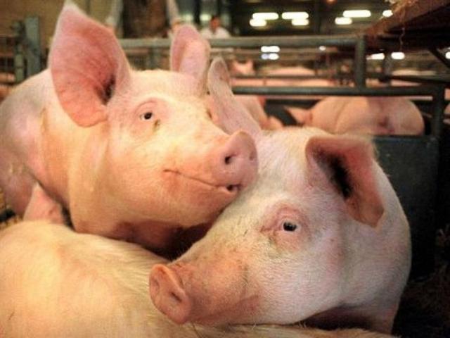 Ще одне селище на Луганщині потрапило у зону карантину через африканську чуму свиней