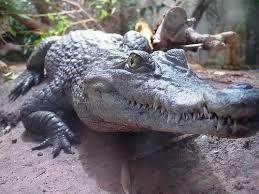 Россия разрешила ввоз мяса филиппинских крокодилов