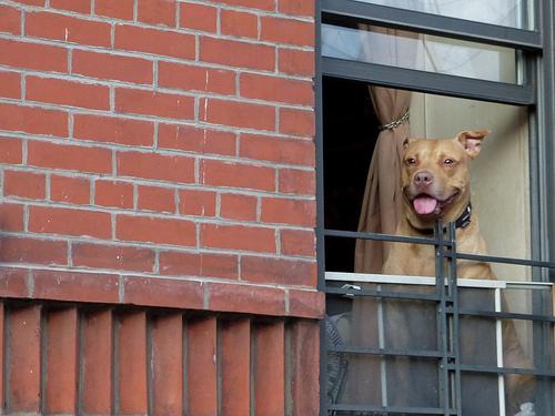 В Испании суд приказал выселить всех собак из жилого дома