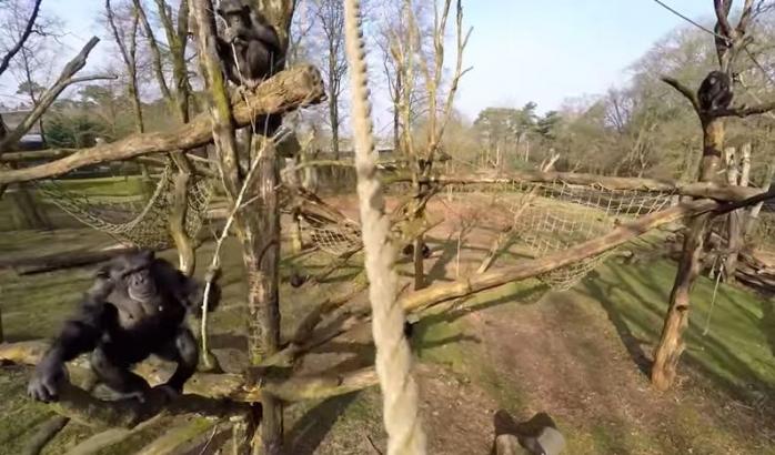 У зоопарку Нідерландів шимпанзе збили безпілотник, який їх знімав (ВІДЕО)