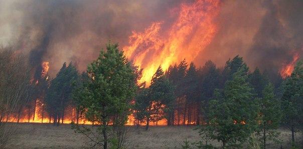 В Бурятии втрое увеличилась площадь лесных пожаров
