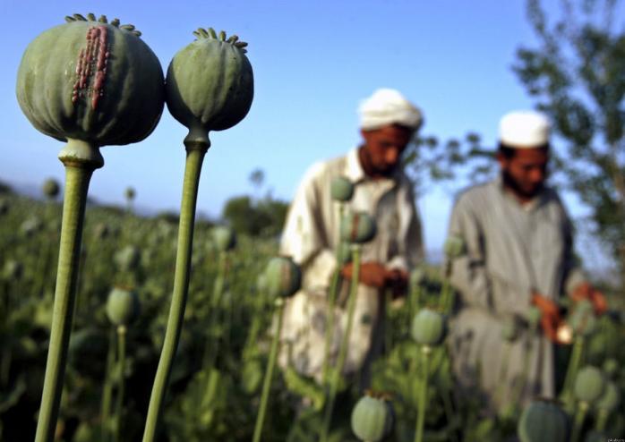 В Афганистане ожидается рекордный урожай опийного мака