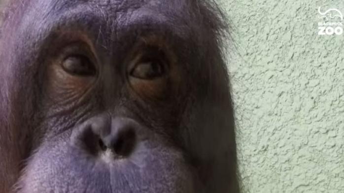 У Британії орангутани навчилися робити селфі (ВІДЕО)