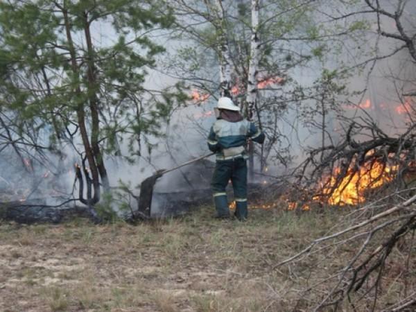 Пожар близ Быковни ликвидирован — «Киевзеленстрой»