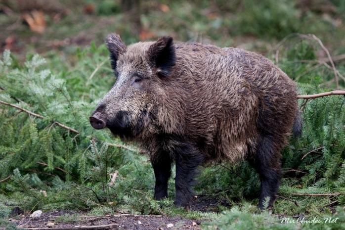 В трех областях Украины обнаружен вирус африканской чумы свиней