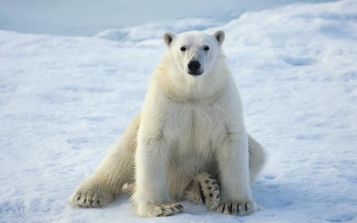 Білі ведмеді можуть зникнути вже за десять років