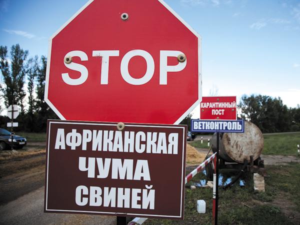 Африканская чума свиней выявлена на агрокомбинате под Киевом