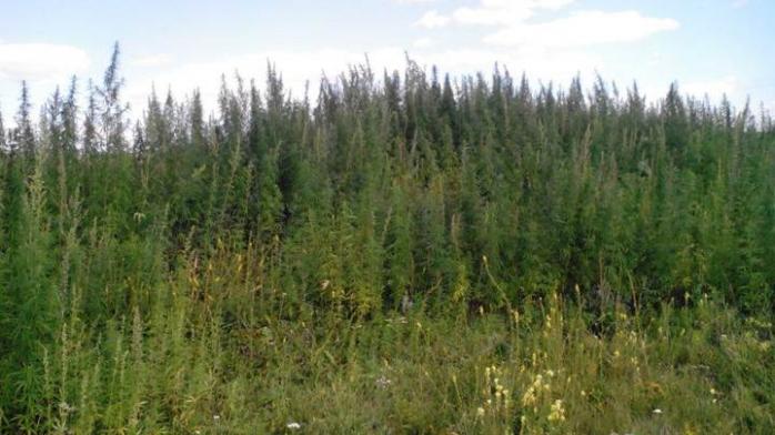 На Луганщине уничтожена огромная плантация конопли (ФОТО)