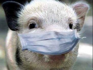 Білорусь заборонила ввезення свинини з Полтавської області через африканську чуму