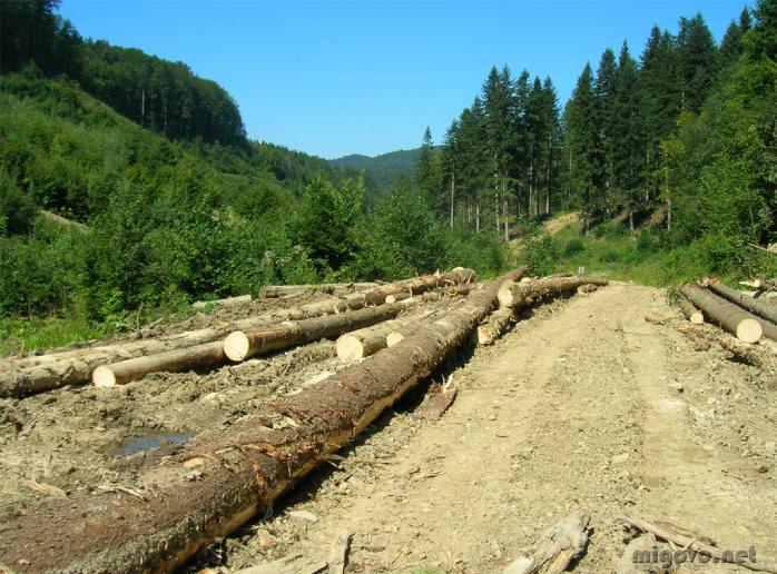 Активісти показали, як під виглядом санітарної вирубки крадуть ліс