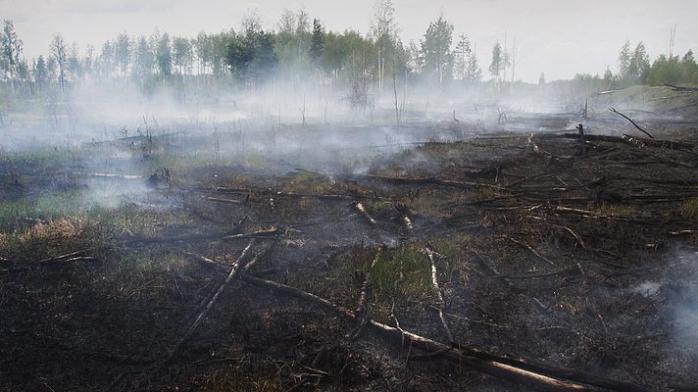 На Киевщине третьи сутки тушат лесной пожар